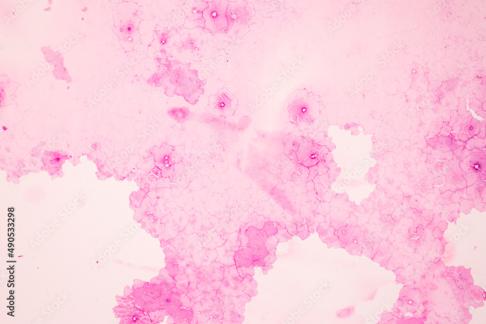 Anatomy and Histological Ovary, Testis and Sperm human cells under microscope.
Anatomy and Histological Ovary, Testis and Sperm human cells under microscope.