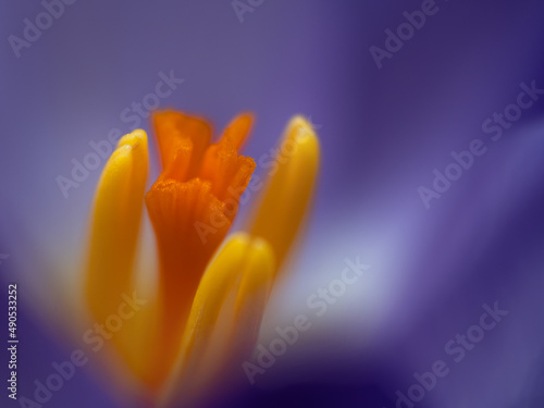 Abstract closeup macro of a crocus flower  stamens  pollen. Shallow depth of field.