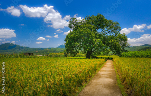 grain plant Rice and pastoral scenery
