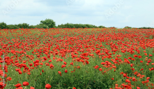 Field full of Poppies Derbyshire England 