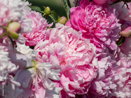 Beautiful floral scenery of pink  full  double rich peonies with blurred green garden in background. Close-up of bouquet of peonies in sunlight