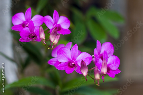 Orchidaceae pink flowers in the garden