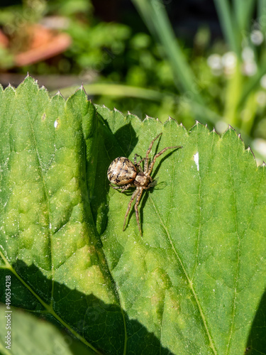 Macro of the common crab spider (xysticus cristatus) on a green leaf in sunlight