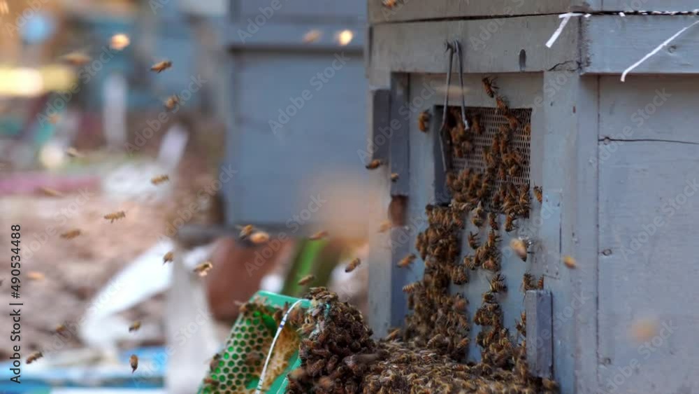 Bee hive in the orchard, beekeeping industry and produce honey Bee hive in the orchard, beekeeping industry and produce honey