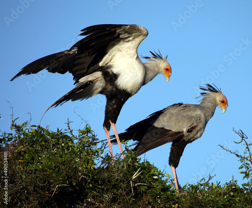 Photography Secretary Birds Eastern Cape South Africa