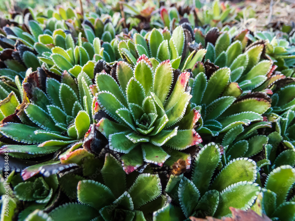 Macro of the Alpine saxifrage, encrusted saxifrage or silver saxifrage (Saxifraga paniculata) with dense rosette of leathery, flat and stiff leaves with toothed margins Macro of the Alpine saxifrage, encrusted saxifrage or silver saxifrage (Saxifraga paniculata) with dense rosette of leathery, flat and stiff leaves with toothed margins