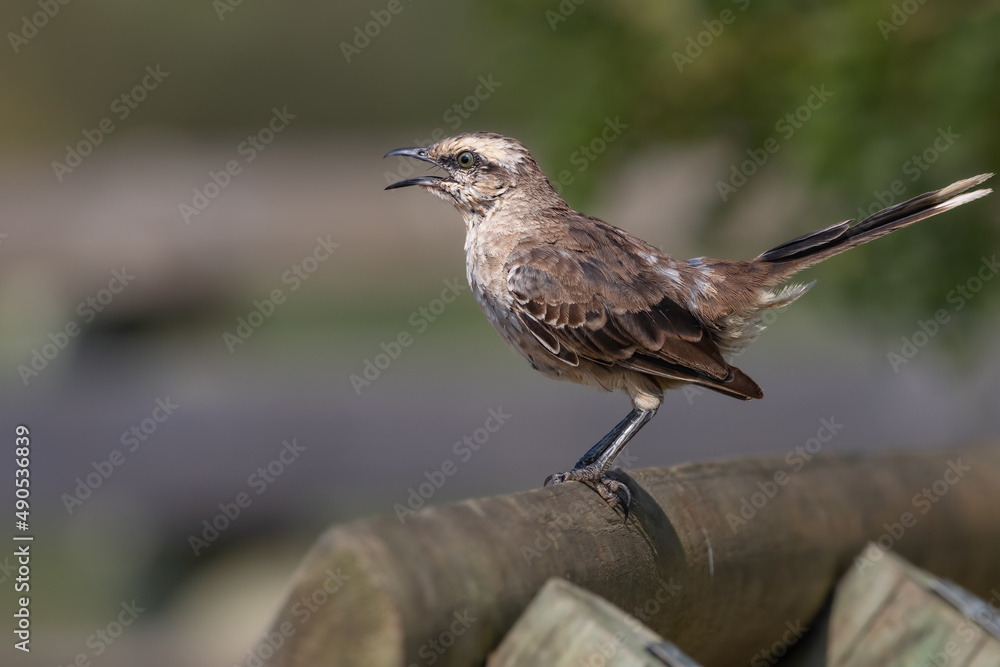 A mockingbird singing perched on a trunk A mockingbird singing perched on a trunk