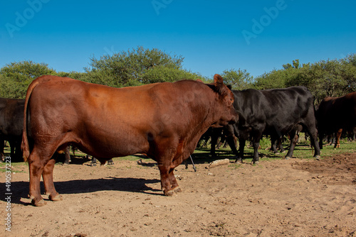 breeding bull