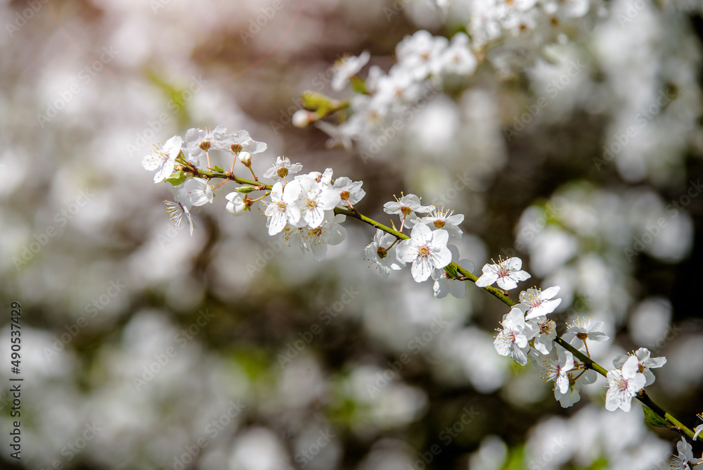 Cherry blossom branch in the garden in spring
Cherry blossom branch in the garden in spring