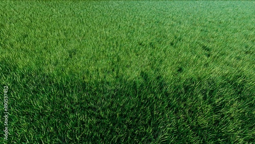 Half Shadowing Grass Garden Aerial View 3D Rendering