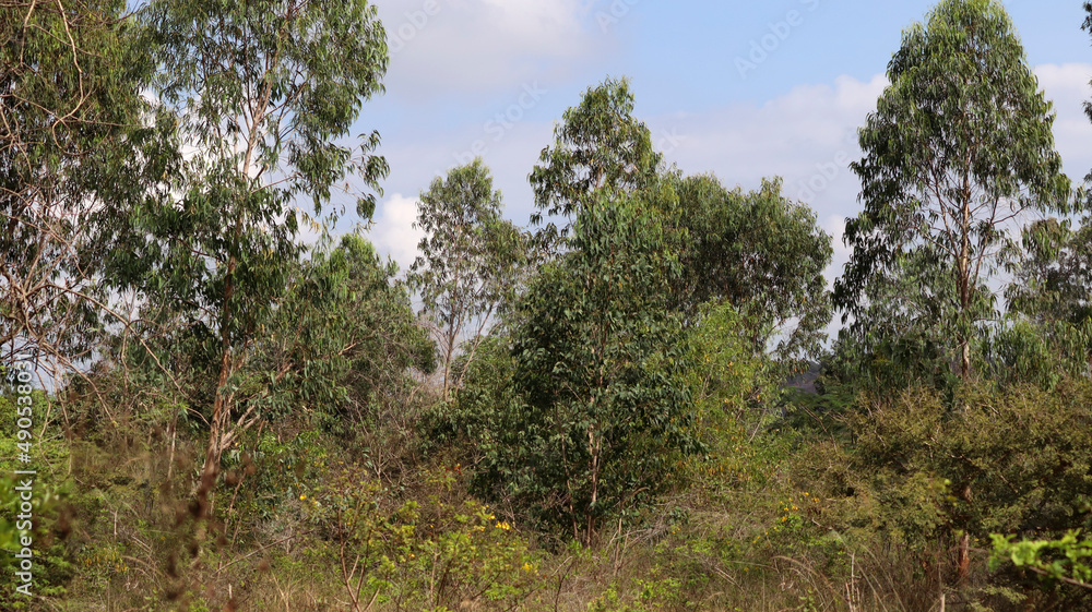 Beautiful nature trees dim color cloud. Beautiful nature trees dim color cloud.