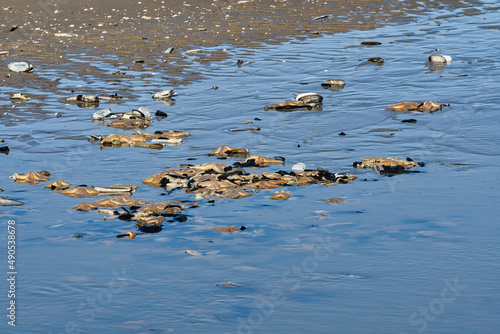 A large number of starfish died on the coast of the North Sea. Kiikduin. Netherlands.