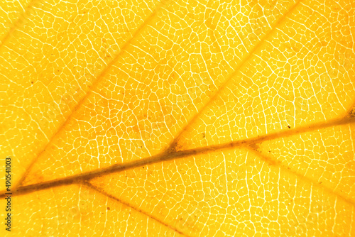 Obraz na plátne Macro photo of microscopic organic autumn foliage