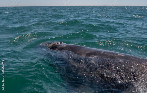Gray Whale (Eschrichtius robustus) surfaces off the coast of Baja California, Mexico.