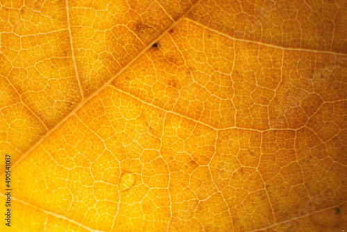 Foto Macro photo of microscopic organic autumn foliage