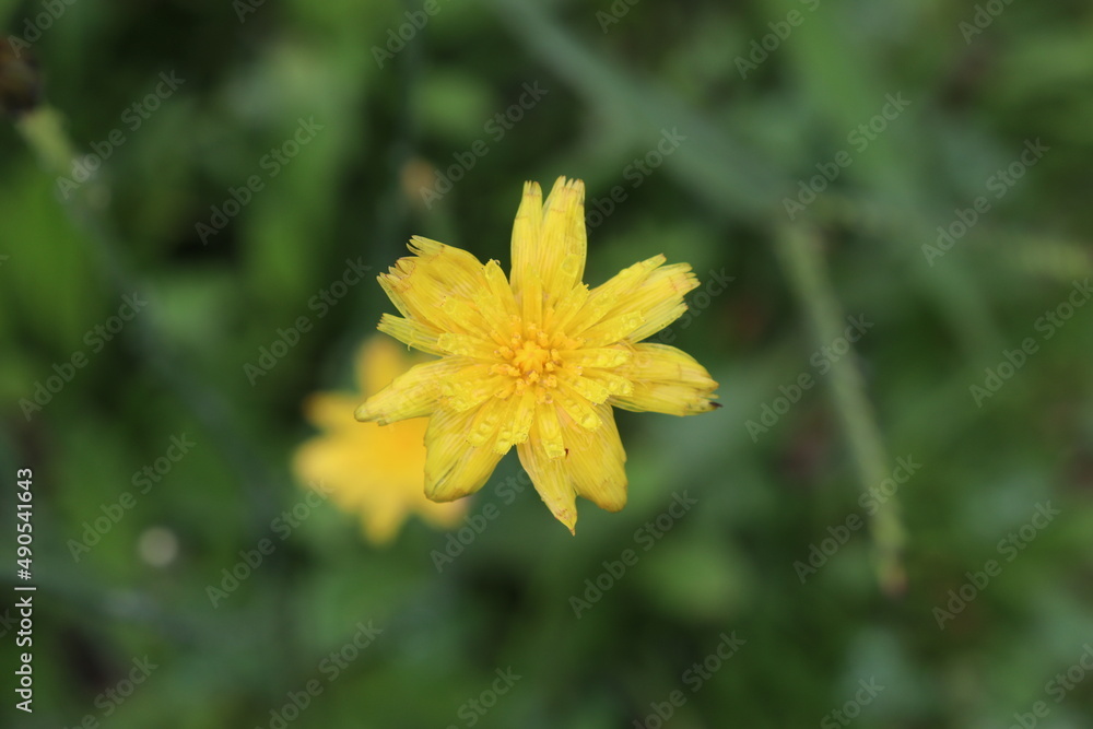 Obraz premium yellow flower in the garden