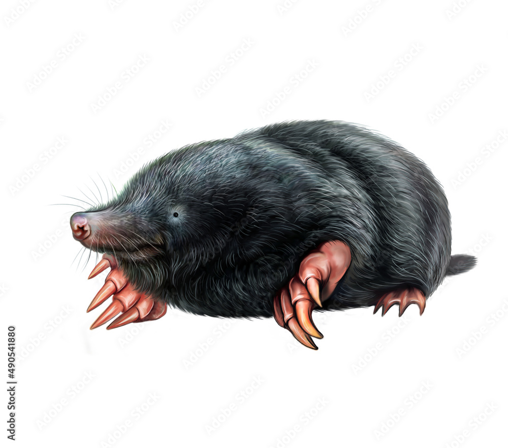 Mole (Talpidae) - obrazy, fototapety, plakaty 