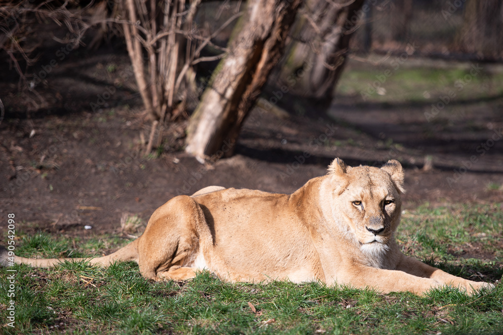 Fototapeta premium A female lion is resting in the grass on a sunny day