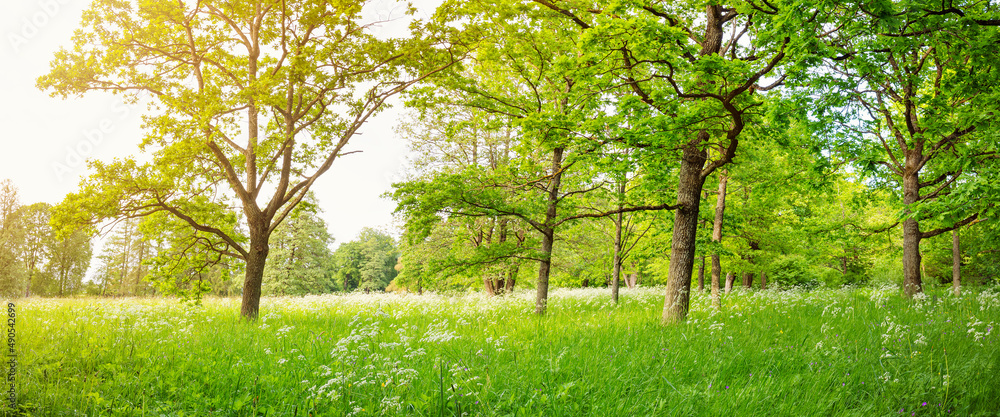 Fototapeta premium Beautiful view of the natural park with trees with young foliage.