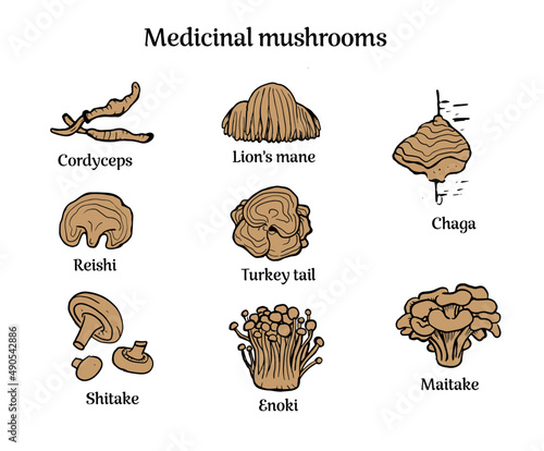 Set of hand drawn medicinal mushrooms with names. Chaga, reishi, shitaki,
cordyceps, turkey tail and lions mane mushroom illustration. 