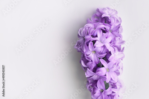 close up purple Hyacinth flover on white background. Spring symbol. Greeting card concept. Minimal concept and hello spring. Copy space.