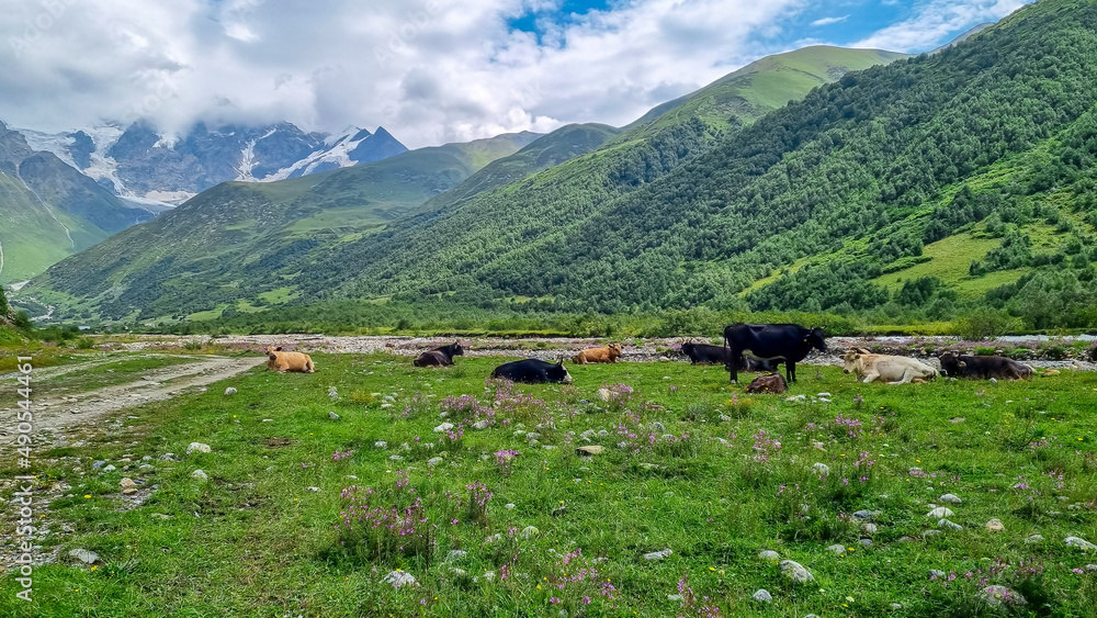 Grazing cows with an amazing view on the Shkhara Glacier in the Greater Caucasus Mountain Range in Georgia, Svaneti Region, Ushguli. Hiking trail to the Shkhara Mountain. Wanderlust. Cattle farm