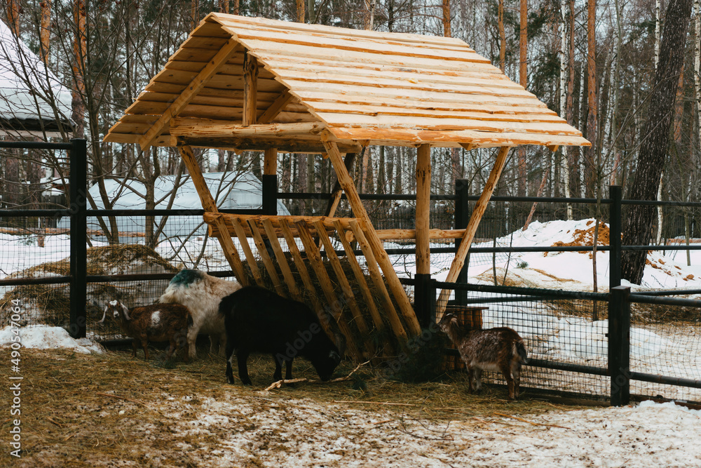 Fototapeta premium horse on the farm