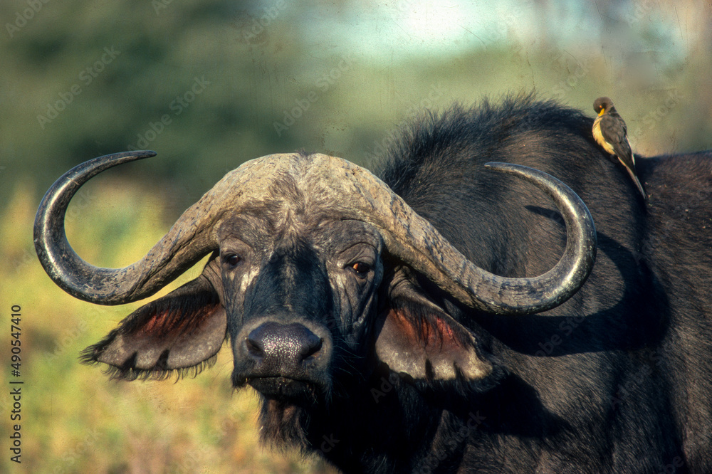 Fototapeta premium Buffle d'Afrique, Syncerus caffer, Piqueboeuf à bec rouge, Buphagus erythrorhynchus, Afrique