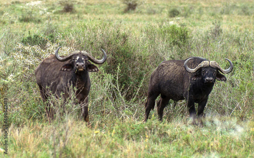 Buffle d'afrique, syncerus caffer,  Parc national du Serengeti, Tanzanie