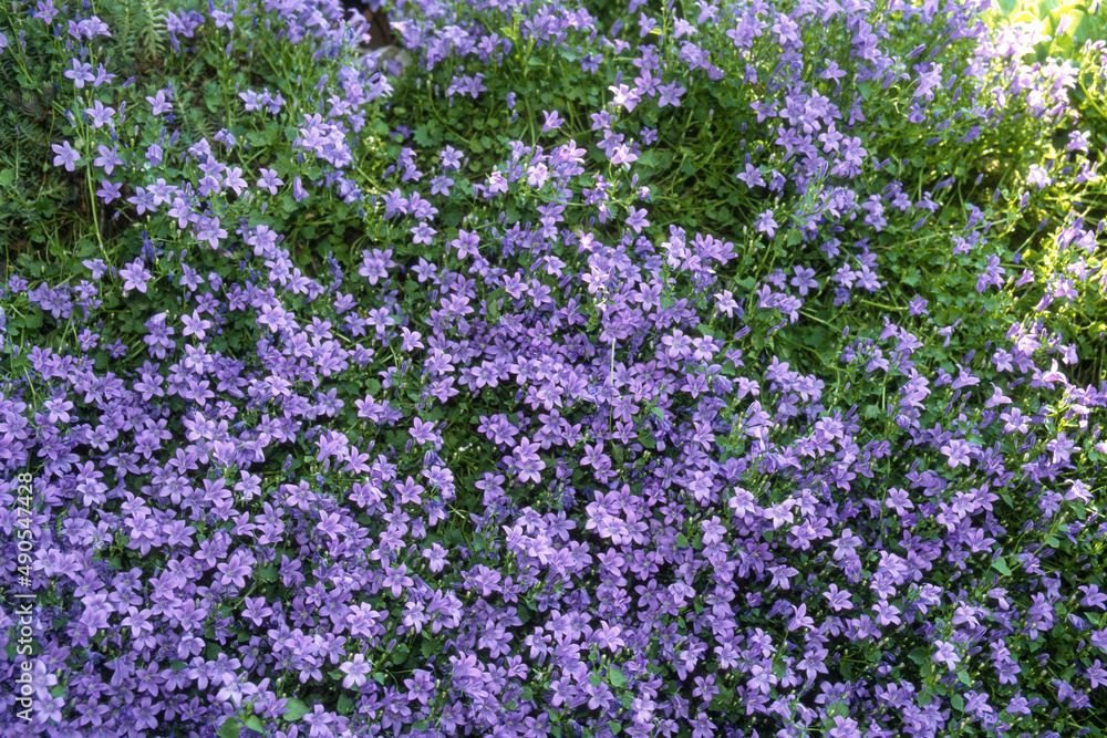 Campanule des murs, Campanula muralis, Campanula portenschlagiana Campanule des murs, Campanula muralis, Campanula portenschlagiana
