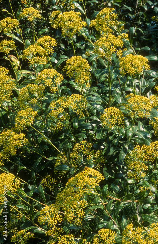 Buplèvre ligneux, Buplèvre en arbre, Buplèvre en buisson, Bupleurum fruticosum Buplèvre ligneux, Buplèvre en arbre, Buplèvre en buisson, Bupleurum fruticosum