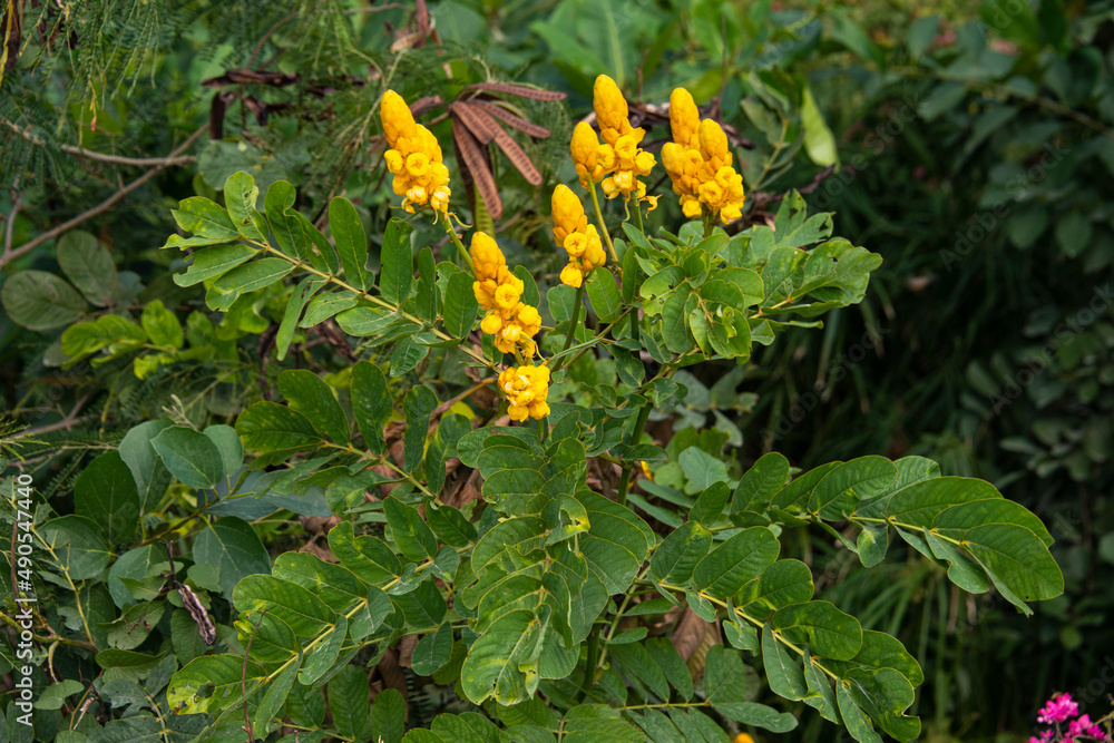 Dartrier, Senna alata, Cassia alata Dartrier, Senna alata, Cassia alata