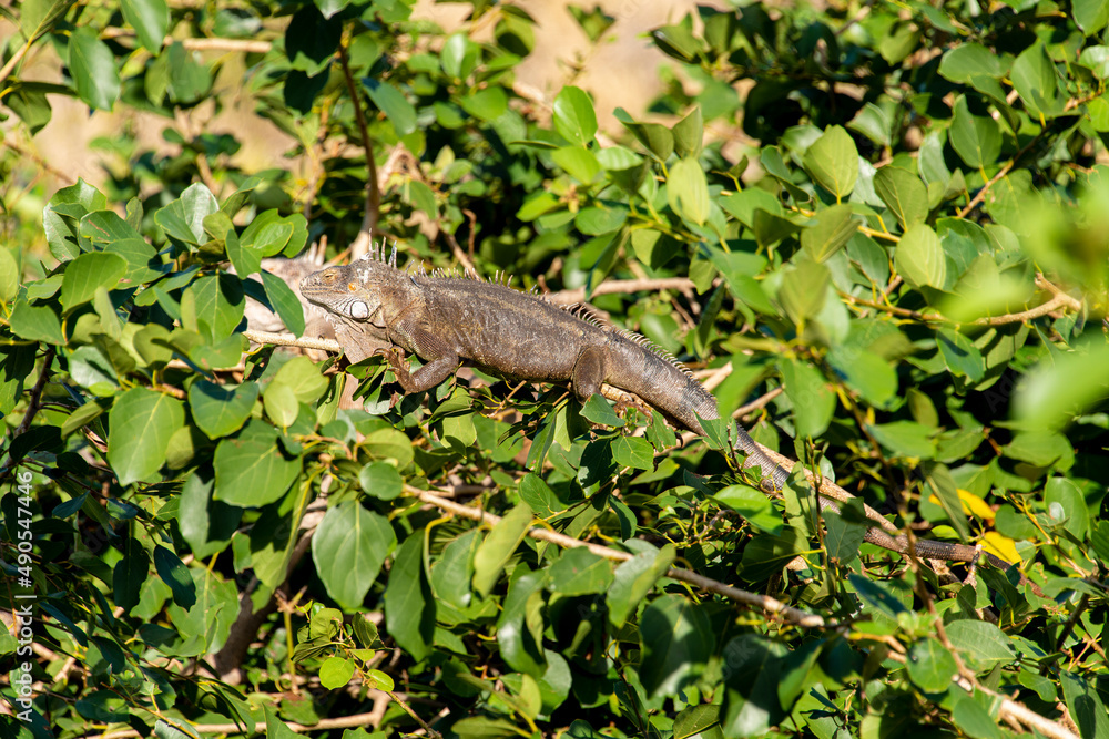 Iguane vert , Iguane commun, Iguana iguana, Ile de Saint Martin, Petites Antilles Iguane vert , Iguane commun, Iguana iguana, Ile de Saint Martin, Petites Antilles