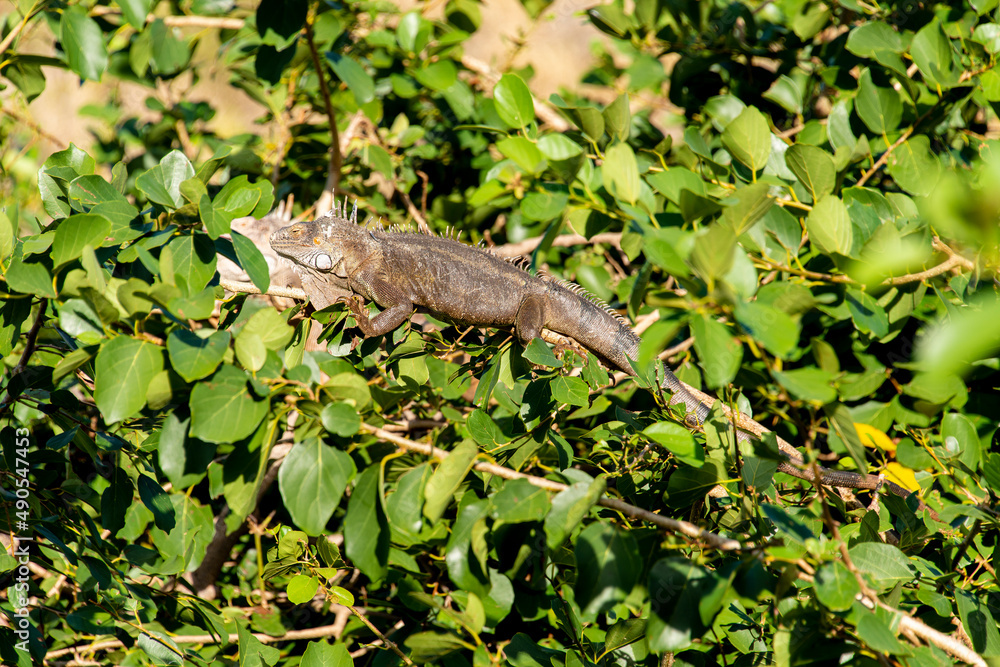 Iguane vert , Iguane commun, Iguana iguana, Ile de Saint Martin, Petites Antilles Iguane vert , Iguane commun, Iguana iguana, Ile de Saint Martin, Petites Antilles