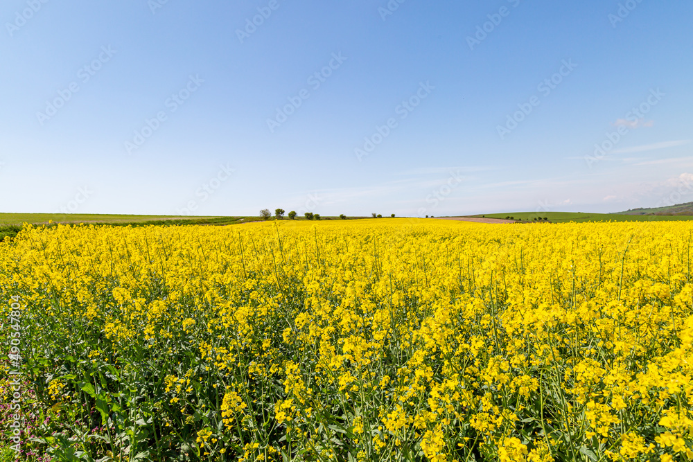 A field of rapeseed/canola crops growing in the spring sunshine A field of rapeseed/canola crops growing in the spring sunshine