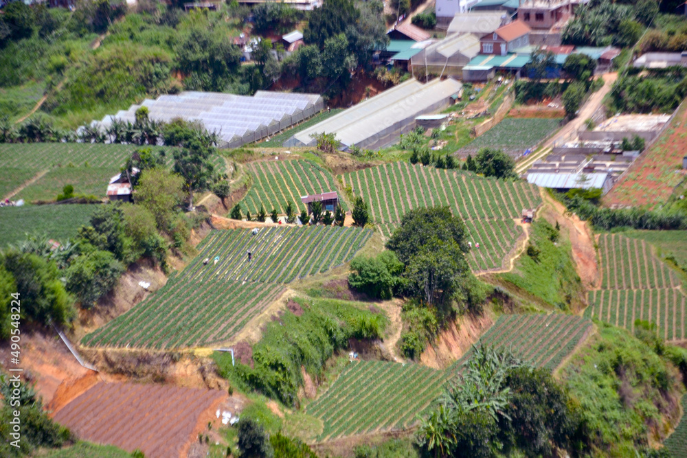Terraced plantations