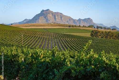 Vineyard landscape at sunset with mountains in Stellenbosch, near Cape Town, South Africa. wine grapes on vine in vineyard,