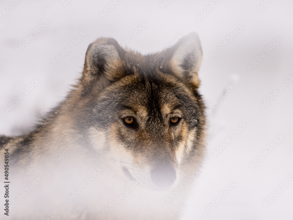 Fototapeta premium wolf in winter