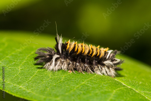 Fotografija Milkweed Tussock Moth Caterpillar- Euchaetes egle