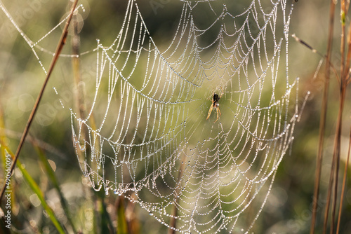 Large spider web on tree leaves