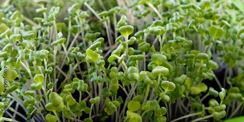 Microgreen, organic superfood. Sprouts of japanese cabbage mitsuna, close up, selective focus.