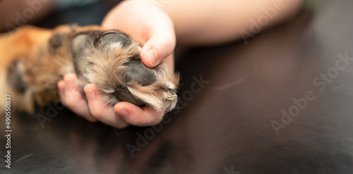 dog leg hold by owner hand with love care