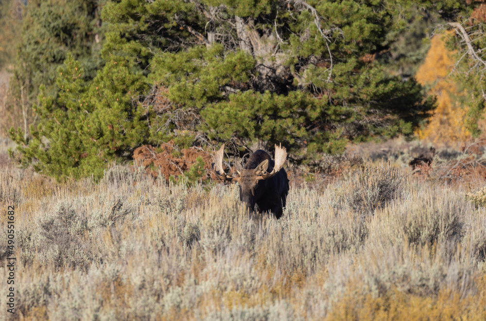 Bull Moose During the Rut in Wyoming in Autumn Bull Moose During the Rut in Wyoming in Autumn