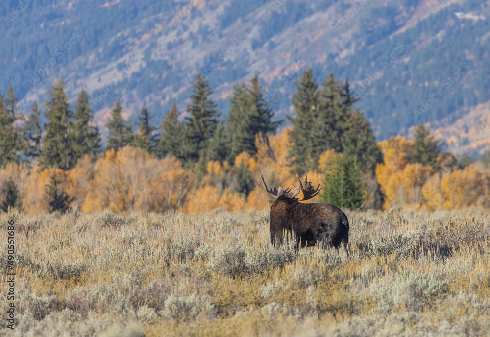 Bull Moose During the Rut in Wyoming in Autumn Bull Moose During the Rut in Wyoming in Autumn