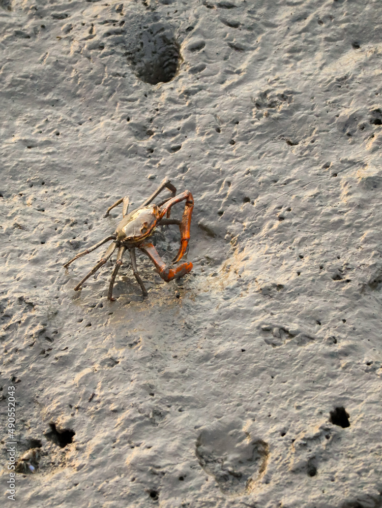 Fototapeta premium crab on the beach