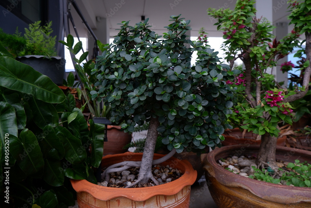A mini decorative greenery tree on a pot with soft focus