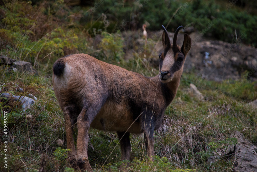 Close encounter with a chamois in the wild