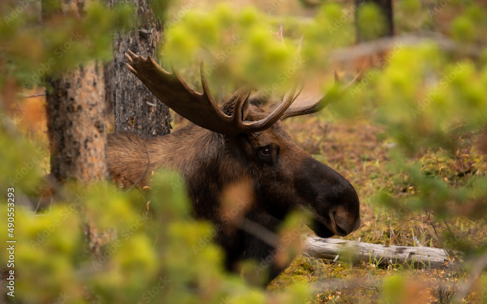 bull elk in park national park bull elk in park national park