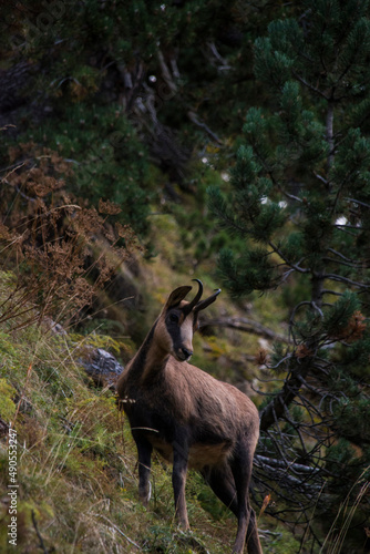 Close encounter with a chamois in the wild