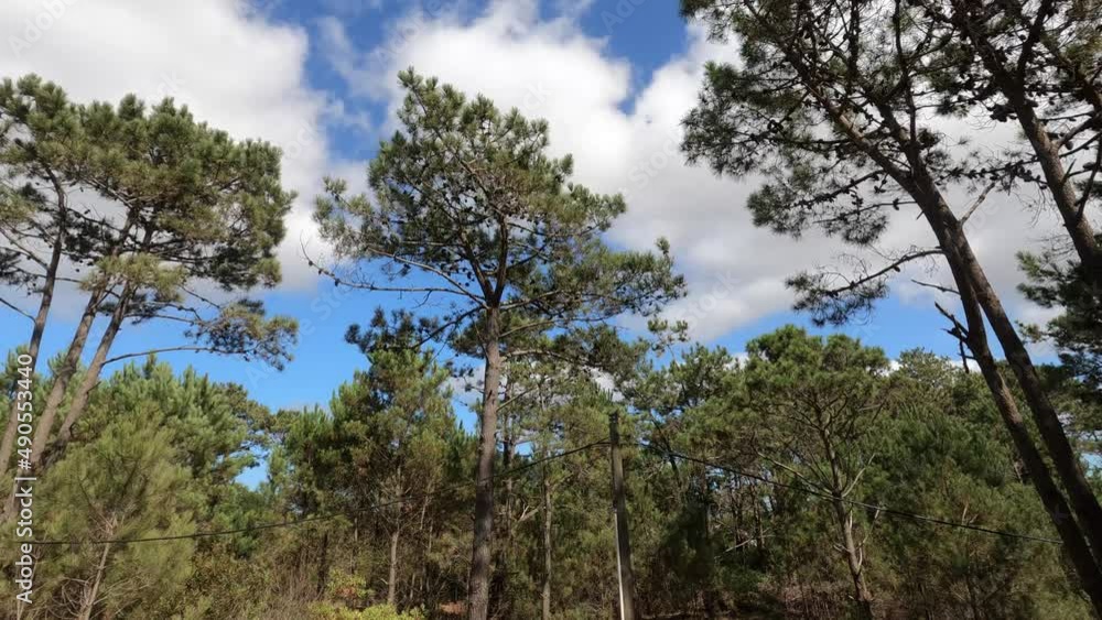 Time lapse shot clouds flying at blue sky over pine trees in summer - 4K Time lapse shot clouds flying at blue sky over pine trees in summer - 4K